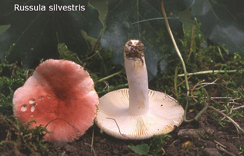 Russula silvestris-amf1684.jpg - Russula silvestris ; Syn: Russula emetica f.silvestris ; Nom français: Russule émétique des chênes